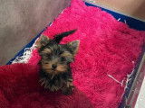 Deux chiots mâles Yorkshire Terriers noir et feu LOF disponibles à la vente