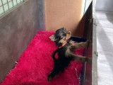 Deux chiots mâles Yorkshire Terriers noir et feu LOF disponibles à la vente