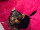 Deux chiots mâles Yorkshire Terriers noir et feu LOF disponibles à la vente
