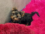 Deux chiots mâles Yorkshire Terriers noir et feu LOF disponibles à la vente