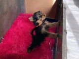 Deux chiots mâles Yorkshire Terriers noir et feu LOF disponibles à la vente