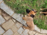 Chiots type Berger Belge Malinois à vendre