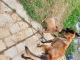 Chiots type Berger Belge Malinois à vendre