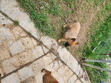 Chiots type Berger Belge Malinois à vendre