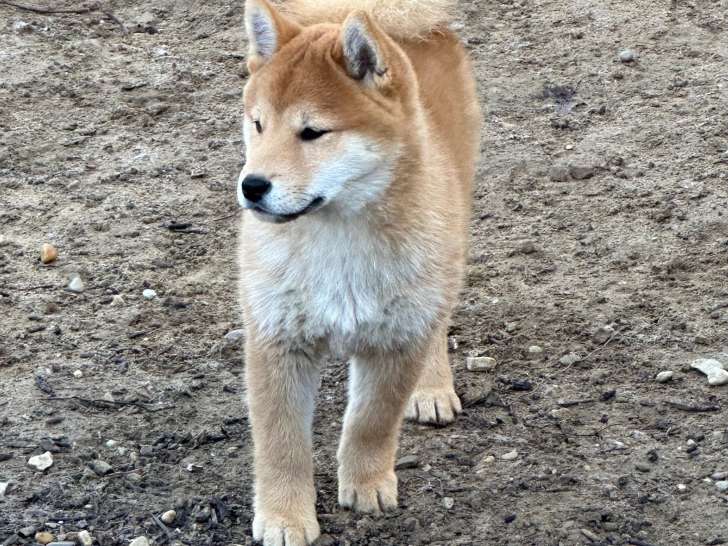 Chiots Shiba Inu LOF à vendre