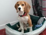 Chien Beagle de 20 mois à donner