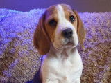 Deux chiots Beagles LOF disponibles à la vente