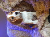 Deux chiots Beagles LOF disponibles à la vente