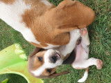 Deux chiots Beagles LOF disponibles à la vente