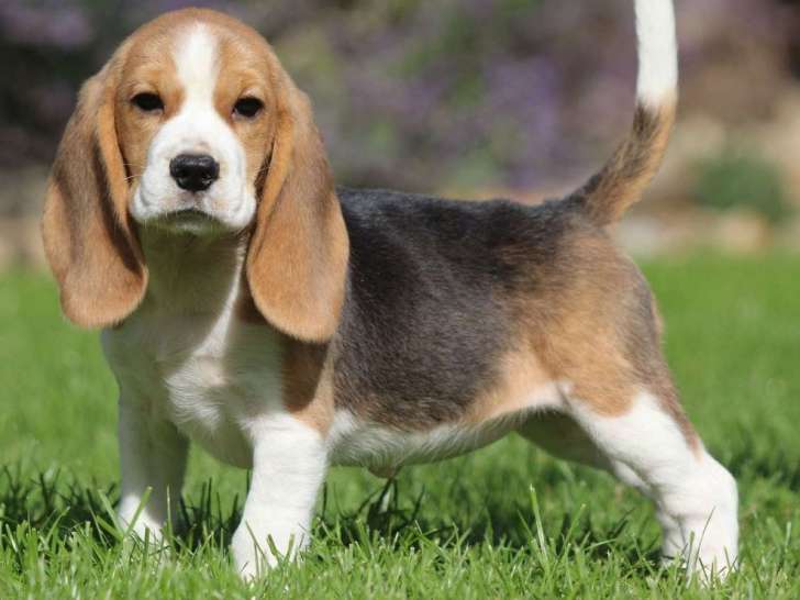 Un chiot femelle Beagle tricolore LOF disponible à la vente
