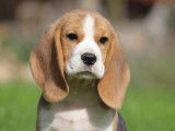 Un chiot femelle Beagle tricolore LOF disponible à la vente