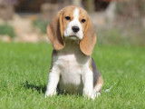 Un chiot femelle Beagle tricolore LOF disponible à la vente