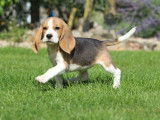 Un chiot femelle Beagle tricolore LOF disponible à la vente