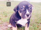 Disponibles à la vente : 6 chiots American Bullies