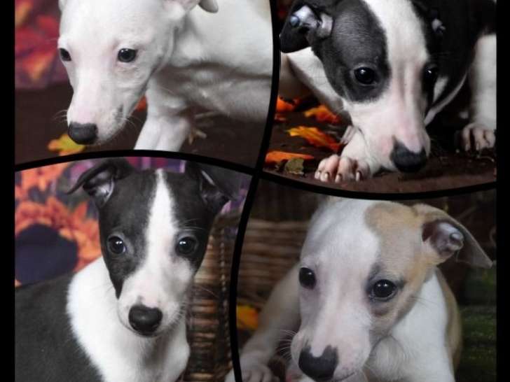 À vendre : 4 chiots whippets LOF