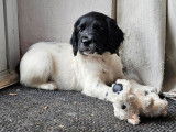 Des chiots English Springer Spaniel disponibles à la vente