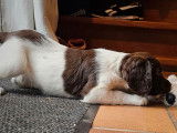 Des chiots English Springer Spaniel disponibles à la vente
