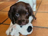 Des chiots English Springer Spaniel disponibles à la vente