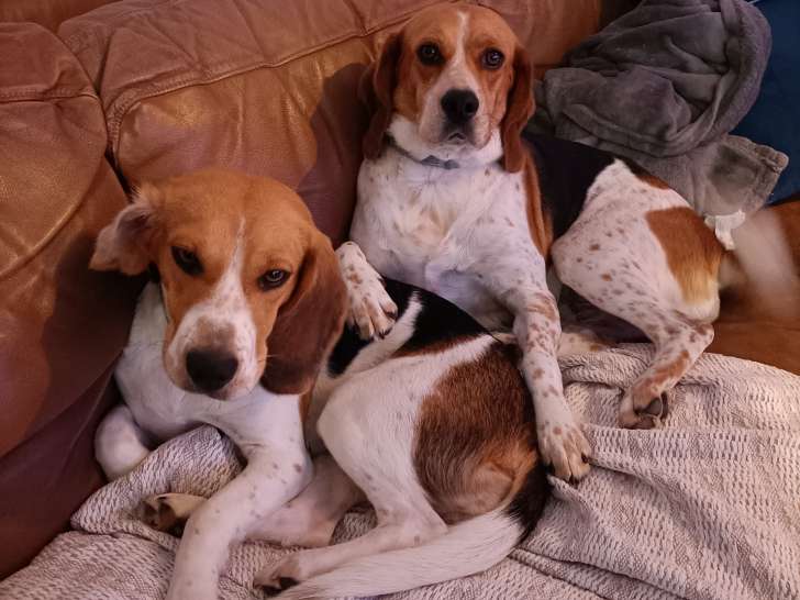 2 Beagle femelles à donner
