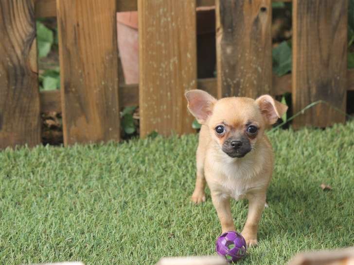 Chiot de race Chihuahua femelle à vendre
