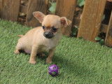 Chiot de race Chihuahua femelle &agrave; vendre