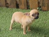 Chiot de race Chihuahua femelle &agrave; vendre