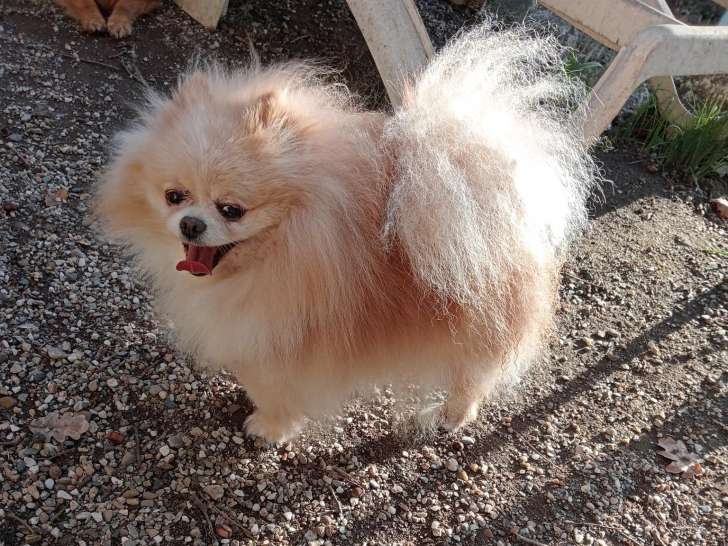 Femelle Loulou de Poméranie LOF