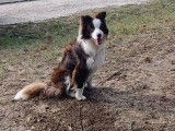 Isaac, mâle Border Collie LOF disponible pour saillie