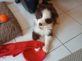 Isaac, mâle Border Collie LOF disponible pour saillie
