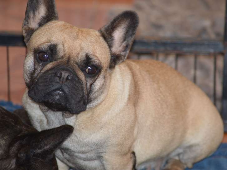 Très belle femelle Bouledogue Français  4 ans à placer pour retraite