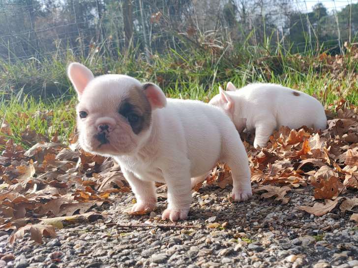 Femelle Bouledogue Français LOF à vendre