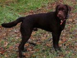 Mâle Labrador chocolat LOF disponible pour saillie