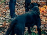 Mâle Labrador chocolat LOF disponible pour saillie