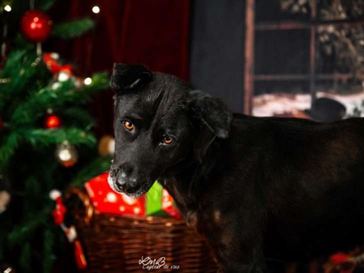 Chichi, femelle croisée Labrador à adopter