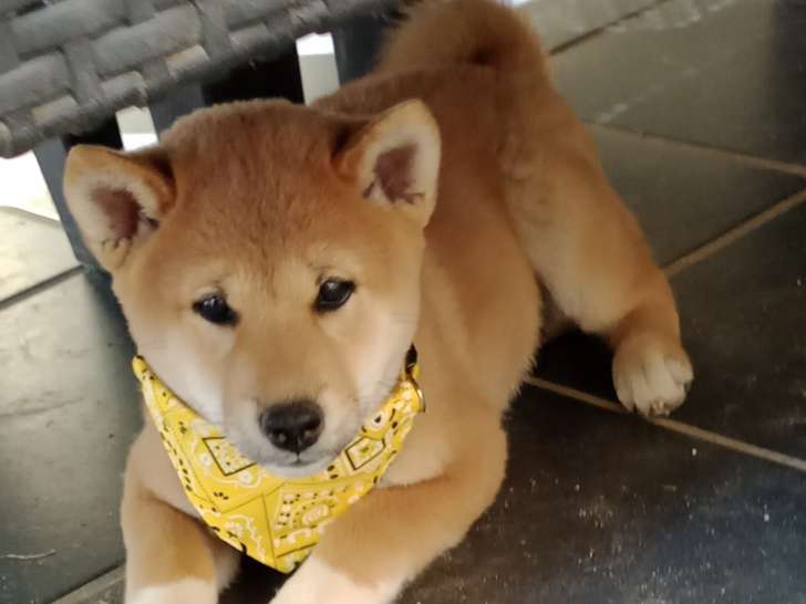 Chiot femelle Shiba Inu LOF à vendre