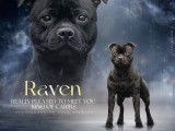Mâle Staffordshire Bull Terrier LOF disponible pour saillie
