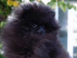 Poméraniens noirs de petit gabarit à vendre