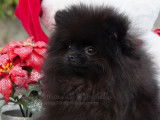 Poméraniens noirs de petit gabarit à vendre