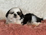 Des chiots Shih Tzu LOF à vendre