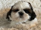 Des chiots Shih Tzu LOF à vendre