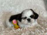 Des chiots Shih Tzu LOF à vendre
