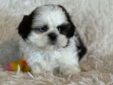 Des chiots Shih Tzu LOF à vendre