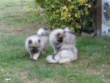 Trois chiots Spitz Loup LOF à vendre