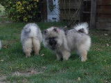 Trois chiots Spitz Loup LOF à vendre
