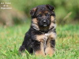 Trois chiots femelles Bergers Allemands fauve et noir à vendre