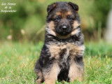 Trois chiots femelles Bergers Allemands fauve et noir à vendre