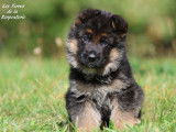 Trois chiots femelles Bergers Allemands fauve et noir à vendre