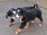 À acheter : deux chiots Bouviers Bernois (LOF)