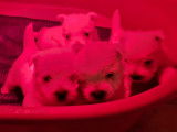 Un chiot m&acirc;le Westie LOF disponible &agrave; la vente
