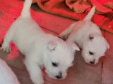 Un chiot m&acirc;le Westie LOF disponible &agrave; la vente